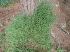 Chenopodium nutans nutans