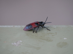 Coraliomela quadrimaculata