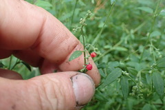 Chenopodium nutans nutans