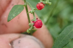 Chenopodium nutans nutans