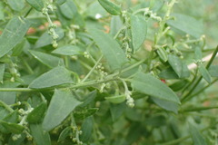 Chenopodium nutans nutans