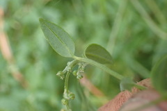 Chenopodium nutans nutans