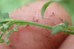 Chenopodium nutans nutans