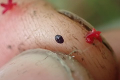 Chenopodium nutans nutans