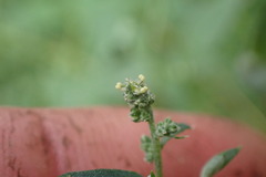 Chenopodium nutans nutans