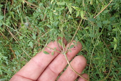 Chenopodium nutans nutans
