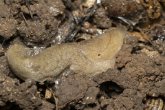 Tandonia pageti