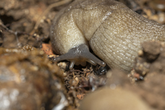 Tandonia pageti