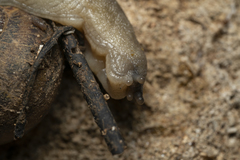 Tandonia pageti