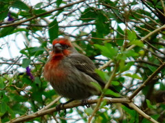 Haemorhous mexicanus