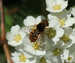 Parhelophilus obsoletus