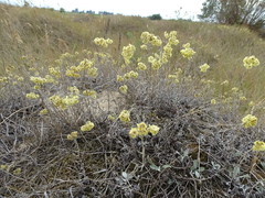 Helichrysum arenarium