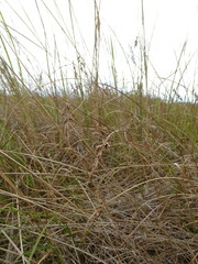 Carex arenaria