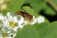 Parhelophilus obsoletus
