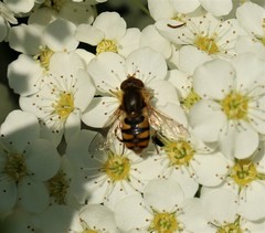 Parhelophilus obsoletus