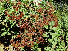 Eriogonum giganteum