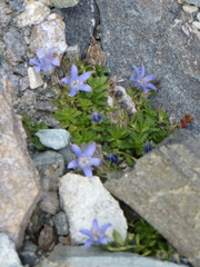 Campanula cenisia