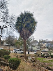 Sabal palmetto