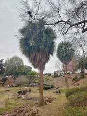 Sabal palmetto