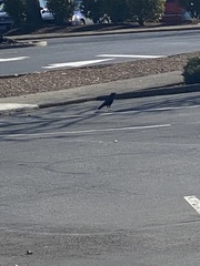 Corvus brachyrhynchos