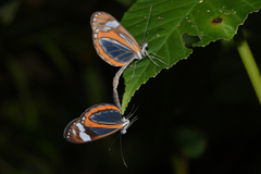Dismorphia theucharila fortunata