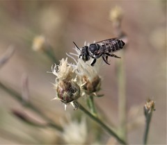 Megachile apicalis