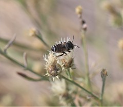 Megachile apicalis