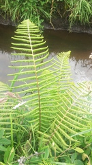 Dryopteris wallichiana
