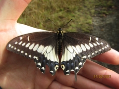 Papilio polyxenes americus