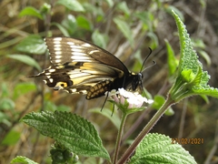 Papilio polyxenes americus