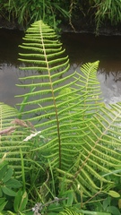Dryopteris wallichiana