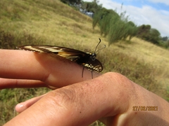 Papilio polyxenes americus