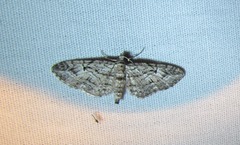 Eupithecia interruptofasciata