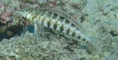 Parapercis australis