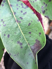 Neophyllura arbuti
