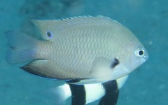 Pomacentrus microspilus