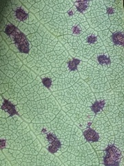Neophyllura arbuti