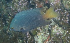 Pomacentrus flavioculus