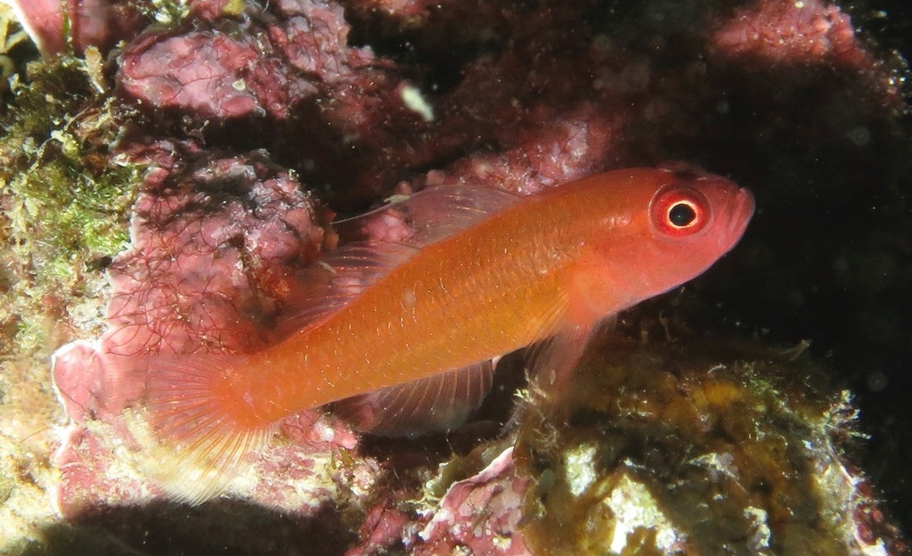 Red Dwarfgoby