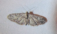 Eupithecia interruptofasciata