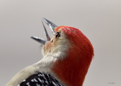 Red-Bellied Woodpecker photo 4