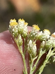 Helichrysum rosum