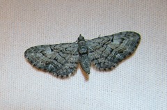 Eupithecia interruptofasciata