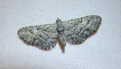 Eupithecia interruptofasciata