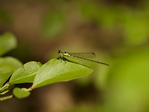 Fragile Forktail photographed in Indiana