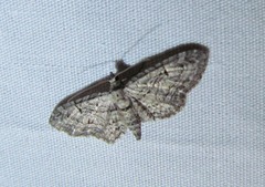 Eupithecia interruptofasciata