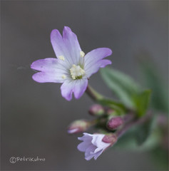 Epilobium collinum