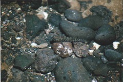 Bathygobius cocosensis