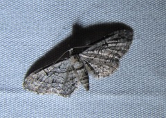 Eupithecia interruptofasciata