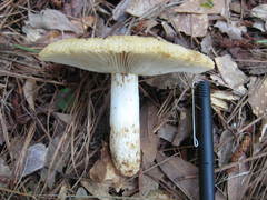Russula decolorans albida